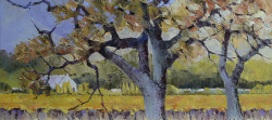 Franschhoek-Old Oak Tree | 2016 | Oil on Canvas | 38 x 58 cm